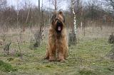 BRIARD 276